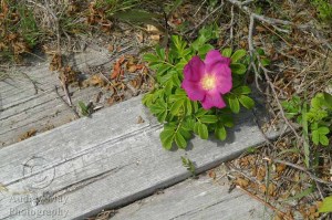 Boardwalk Flower
