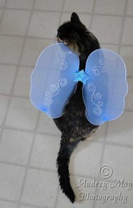 Rest in Peace, Tigger.  I will always love you.