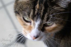 Happy 17th birthday, Tigger!