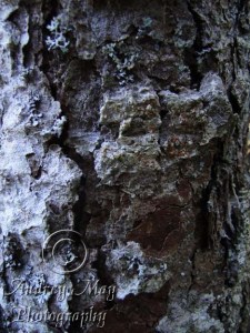 Tree Bark