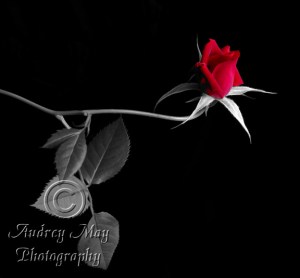 Selective Color Rose