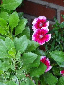 Flowers on the Sidewalk