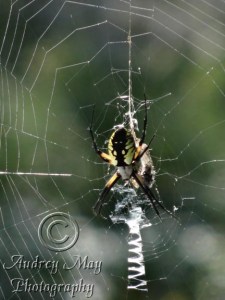 Welcome Back, Huge Spider