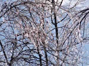 Icy Trees