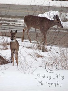 Deer in front yard
