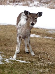 Doe in front yard