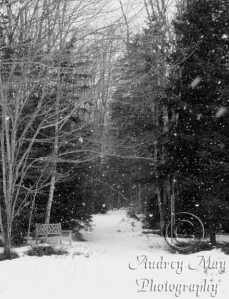 Winter on the Birch Point Trail
