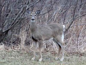 Deer In My Front Yard