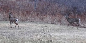Two Deer in My Front Yard