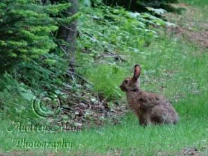 Wild Rabbit