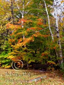 Screw Auger Falls Park Bench