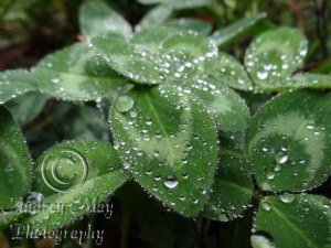 Dew Drops on Clover