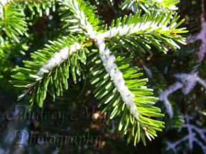 Warm Wishes and Bright Blessings to you. 