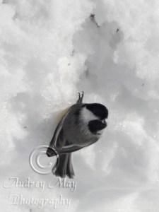 Chickadee 1