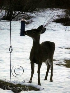 Deer at the Bird Feeder 1