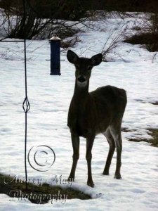 Deer at the Bird Feeder 2
