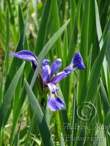 Summer Iris