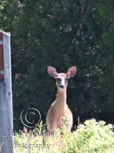 Curious Deer