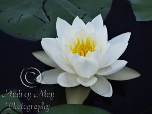 Lotus Blossom 1