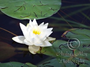Lotus Blossom 2
