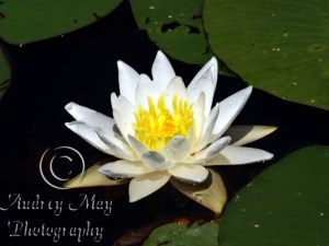 Lotus Blossom 4