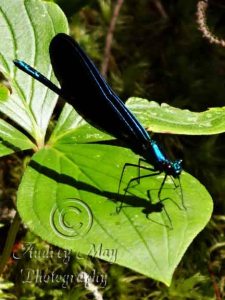 Metallic Blue Dragonfly