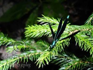 Metallic Green Dragonfly