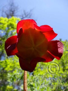 Strange Plant (underside)