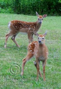 Two Fawns that were in my front yard with their mother!