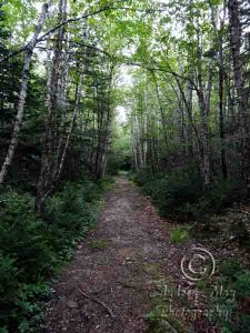 Birch Point Trail