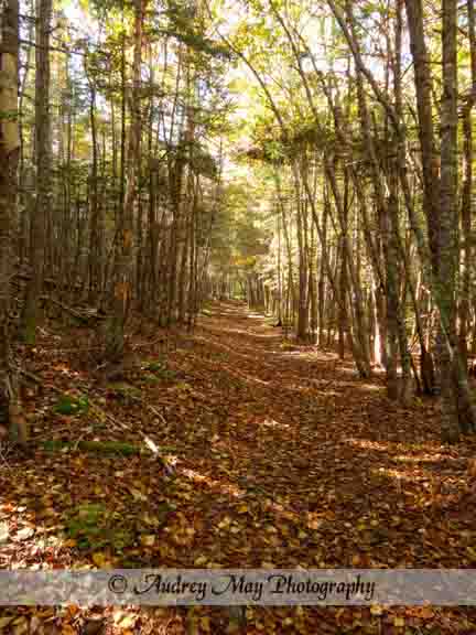 Quoddy Inland Trail 1