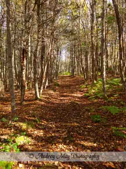 Quoddy Inland Trail 2
