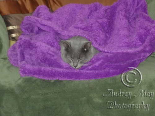 Kenzi the Blanket Thief