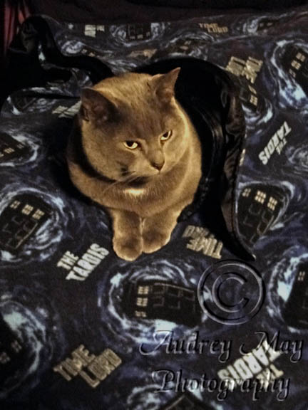 TARDIS Cat