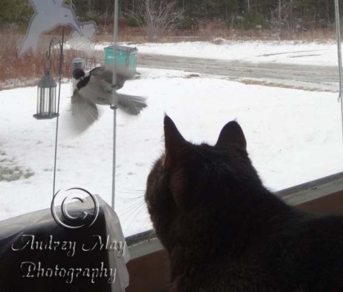 You Can't Catch Me, Cat!