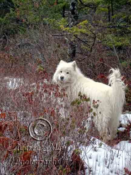 Bonnie the Trail Guide