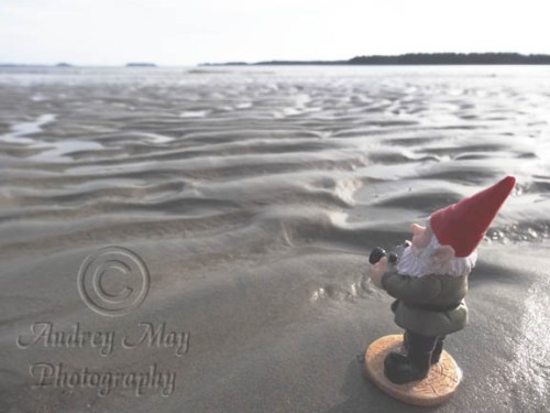 Gnome Photographer