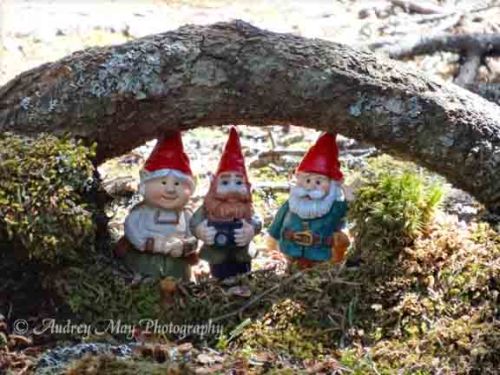 McGnome Family