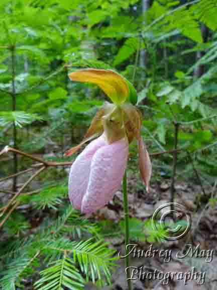 Lady Slipper