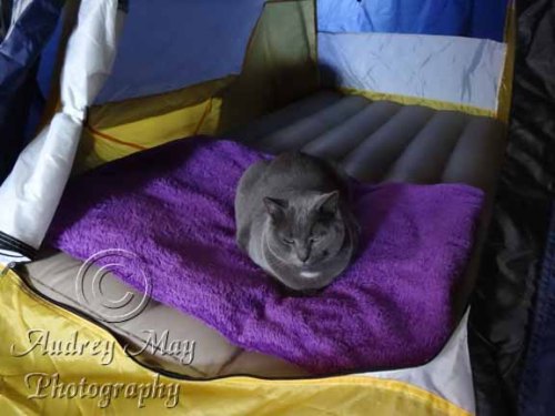 Cat Stole My Tent!