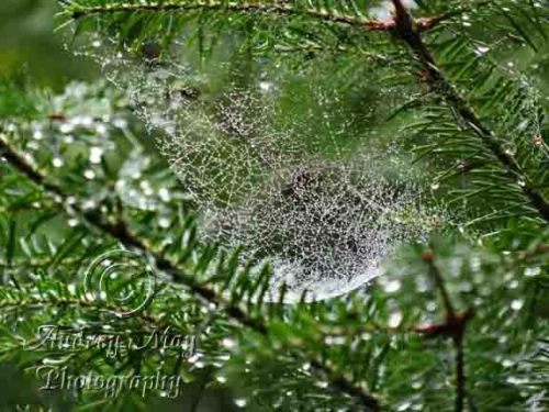 Rain Covered Spider Web