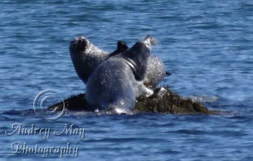 Slap-Fight between the alpha male and a challenger