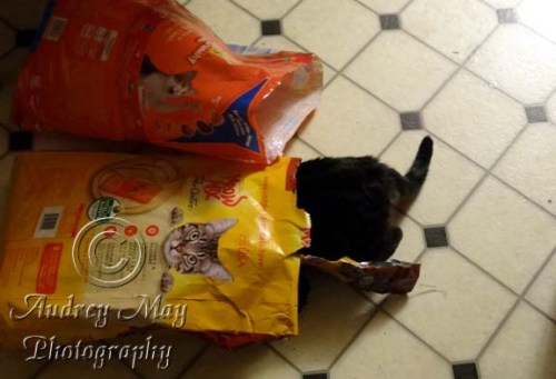 No Kernel Left Behind