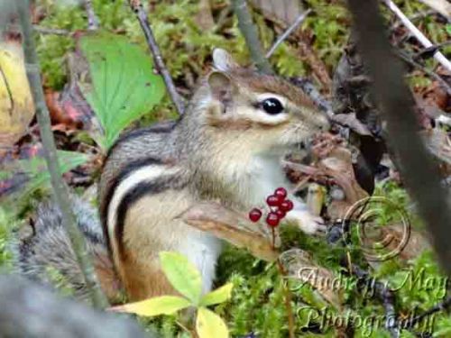 chipmunk