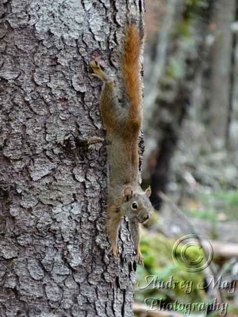 Stretching Squirrel